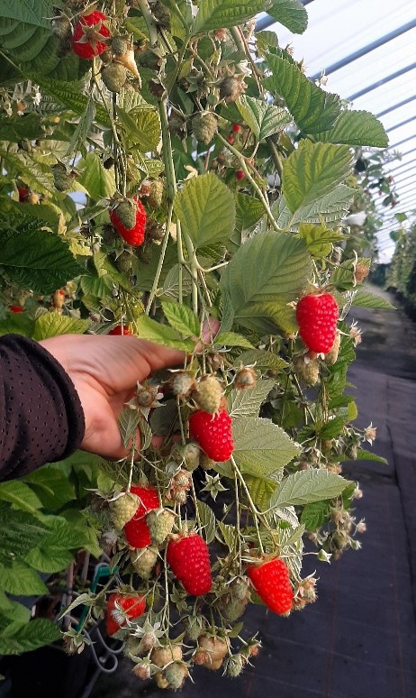 Malina czerwona Husaria®
