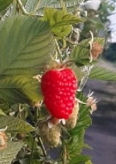 Malina czerwona Husaria®