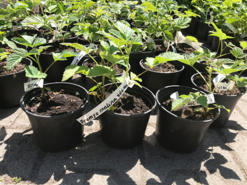 Malina żółta Promyk