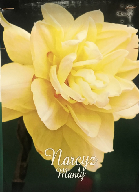 Narcyz żonkil Manly 3szt