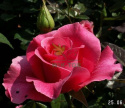 Pakiet nawozu i środków ochrony roślin na róże Sumin+ GRATIS