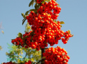 Ognik pomarańczowy Orange Glow