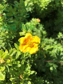 Pięciornik krzewiasty Mango Tango