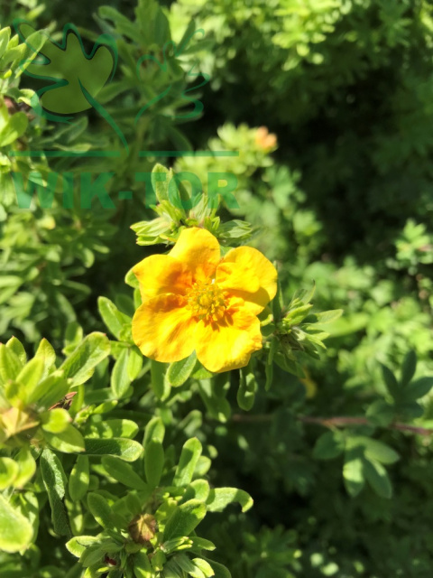 Pięciornik krzewiasty Mango Tango