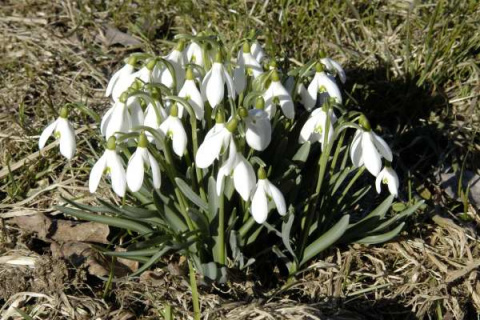 Przebiśnieg biały cebulki 50szt