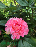 Róża pienna Augusta Luise®