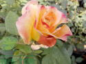 Róża pienna Aquarell®