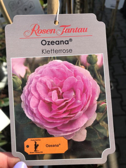 Róża pnąca Ozeana®
