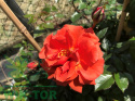 Róża pnąca Naranga®