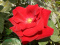Róża pnąca Santana®