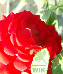 Róża pnąca Santana®