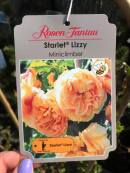 Róża pnąca Starlet Lizzy®