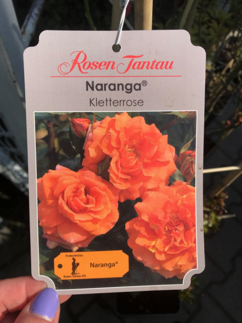 Róża pnąca Naranga®