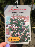 Róża pnąca Starlet Alina®