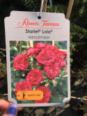 Róża pnąca Starlet Lola®