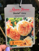 Róża pienna Starlet Lizzy®