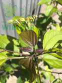 Szczęślin późny Purple Blaze