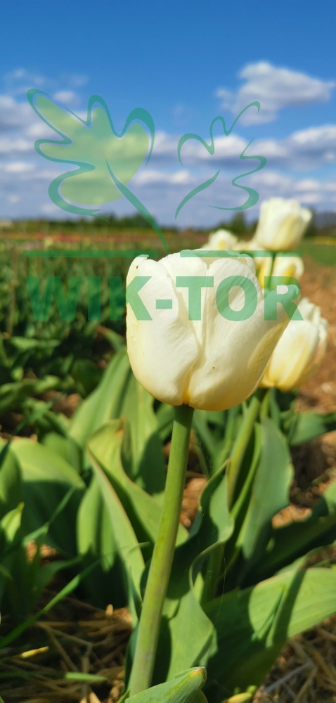 Tulipan Antarctica kremowy 5sztuk