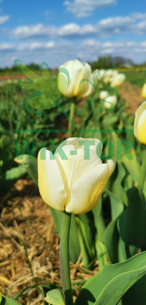 Tulipan Antarctica kremowy 5sztuk