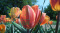 Tulipan Apricot Beauty 10sztuk