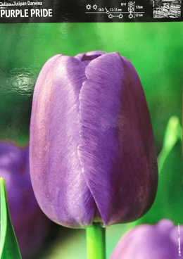 Tulipan Darwina Purple Pride 5sztuk