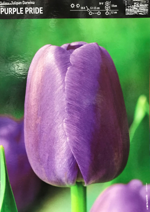 Tulipan Darwina Purple Pride 10sztuk