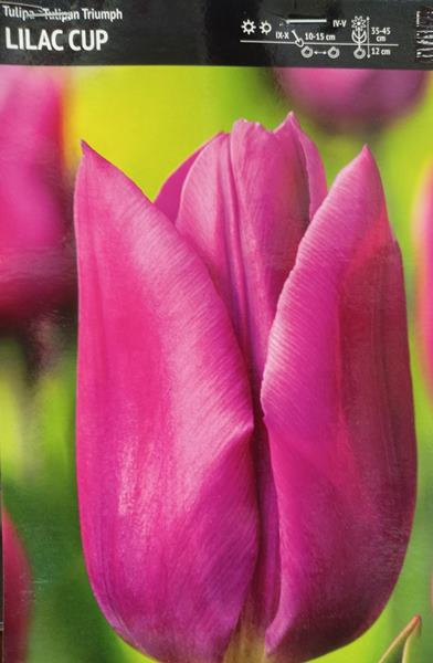Tulipan Lilac Cup fioletowy 10szt