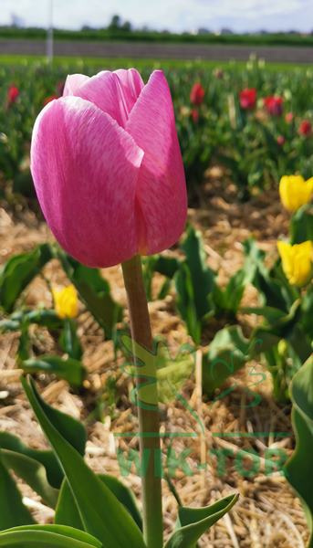 Tulipan Lilac Cup fioletowy 5szt