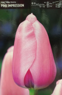 Tulipan Pink Impression różowy 5szt