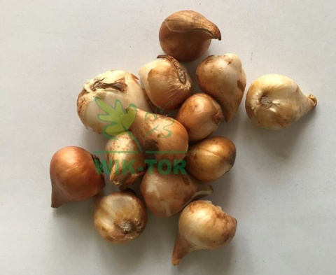 Tulipan Pink Impression różowy 5szt