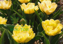 Tulipan pełny Sun Lover żółty 10szt