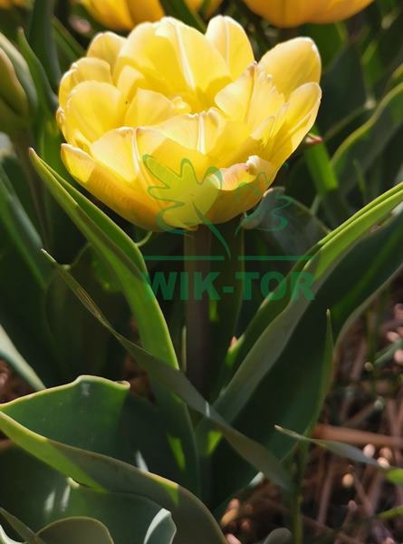 Tulipan pełny Sun Lover żółty 10szt