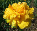 Tulipan pełny Sun Lover żółty 10szt