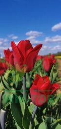 Tulipan Strong Love czerwony 10sztuk