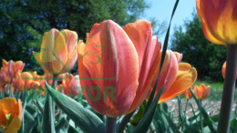 Tulipan Apricot Beauty 5sztuk
