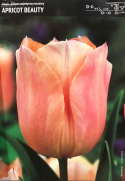 Tulipan Apricot Beauty 5sztuk