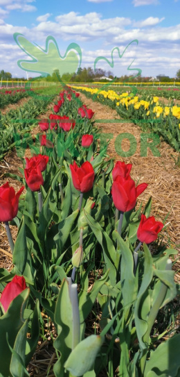 Tulipan Strong Love czerwony 5sztuk