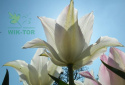 Tulipan liliokształtny biały Tres Chic 10szt