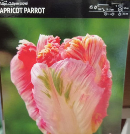 Tulipan papuzi Apricot Parrot 5sztuk