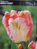 Tulipan papuzi Apricot Parrot 5sztuk