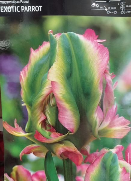 Tulipan papuzi Exotic Parrot 10sztuk