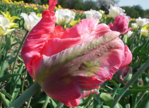 Tulipan papuzi Exotic Parrot 10sztuk