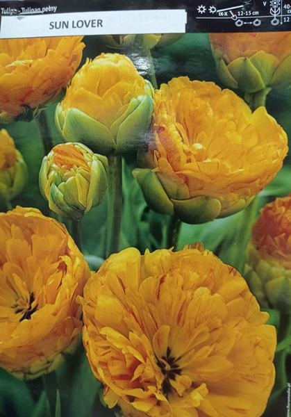 Tulipan pełny Sun Lover żółty 10szt
