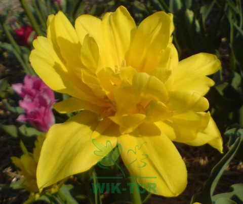 Tulipan pełny Sun Lover żółty 5szt