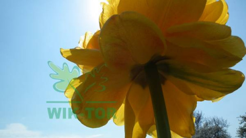 Tulipan pełny Sun Lover żółty 5szt