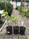 Winorośl Venus bezpestkowa