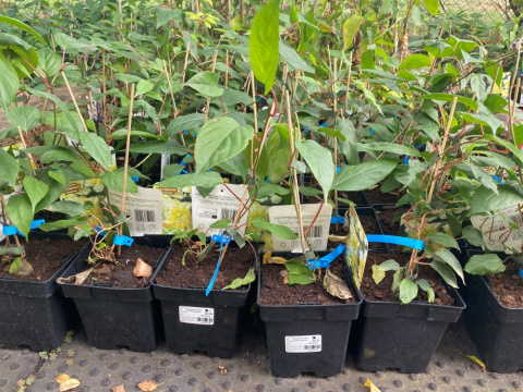 Aktinidia ostrolistna Ken's Red