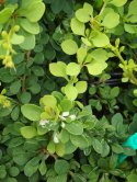 Berberys Thunberga Green Carpet