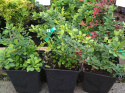 Berberys Thunberga Green Carpet