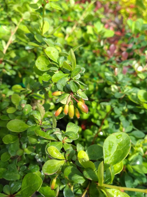 Berberys Thunberga Green Carpet